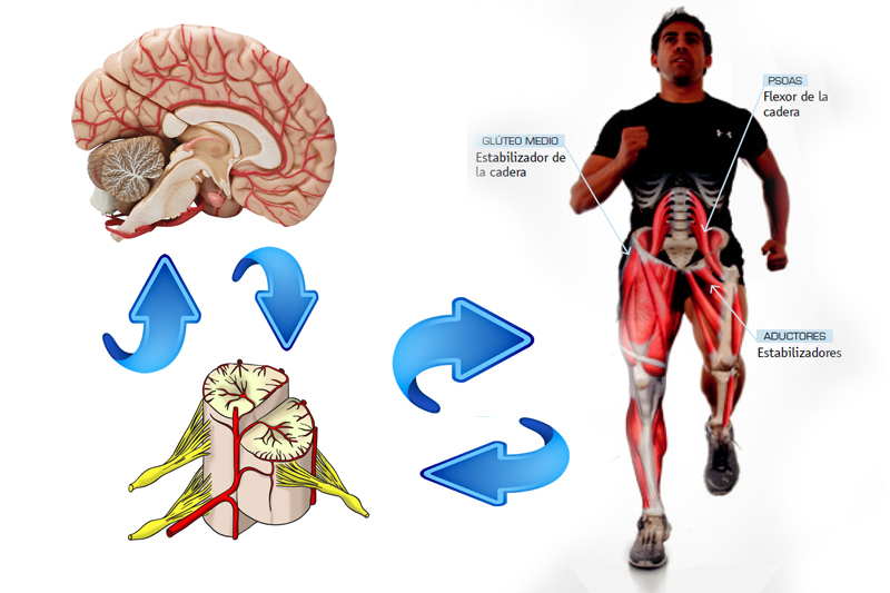 Relación y coordinación 